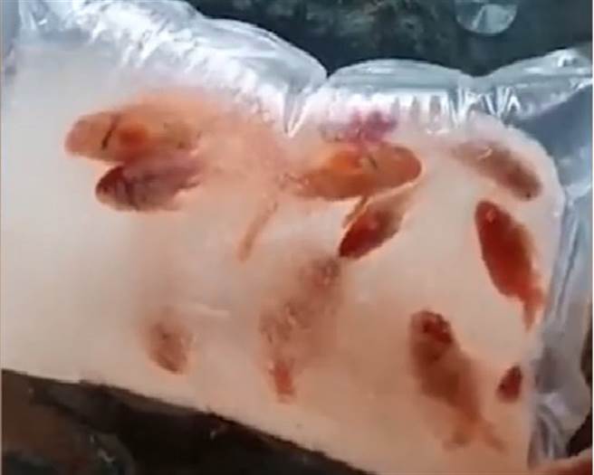 一名住黑龍江的女網友表示，因為黑龍江溫度太低，導致她網購的金魚節冰，解凍後只剩1條獨活，事件曝光後，引起網友撻伐。（圖／翻攝自微博）