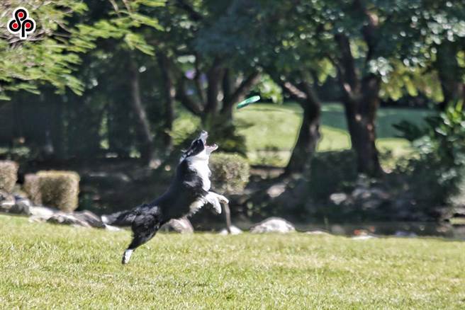 農委會主委陳吉仲今天在臉書指出，我國的寵物產業年產值已高達500億元。為了因應現代社會的需求，提升寵物的福祉與健康，並更好地管理寵物產業，規劃設置台灣史上首個寵物專責單位「寵物管理科」。（報系資料照）
