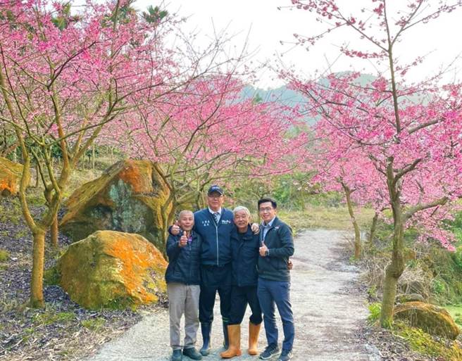 古坑乡草岭村青山坪的樱花绽放了，如诗如画的花海美景预计下周登场，左起草岭村长陈兵通、工务处长汪令尧、青山坪农场主人王清连、工务处科长陈敬文。（汪令尧提供）
