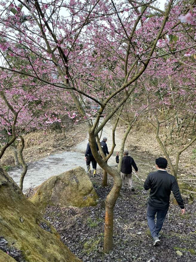 青山坪农场遍植樱花，主人王清连学习嫁接技术，该处成为上草岭樱花的赏花胜地之一，农场内有寒樱、枝垂樱、河津樱、山樱、福尔摩莎樱、八重樱。（汪令尧提供）
