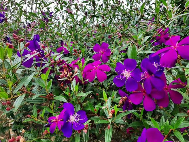 台南市梅岭风景区花季紫牡丹接棒。(许鸿文提供／刘秀芬台南传真)