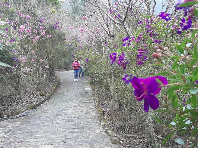 台南市梅岭风景区花季紫牡丹接棒。(许鸿文提供／刘秀芬台南传真)