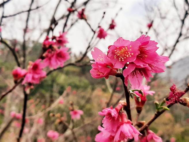 台南市梅岭风景区山樱花已开2成。(许鸿文提供／刘秀芬台南传真)