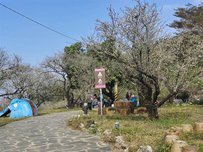 台南市梅岭风景区大湖桶福来梅园等中低海拔区还有梅花可赏。(陈居峰提供／刘秀芬台南传真)