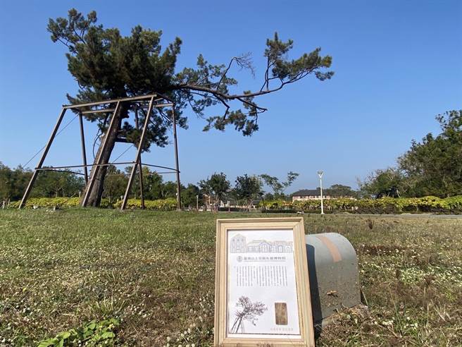 目前園區內僅存1棵琉球松。（山上水道博物館提供／曹婷婷台南傳真）
