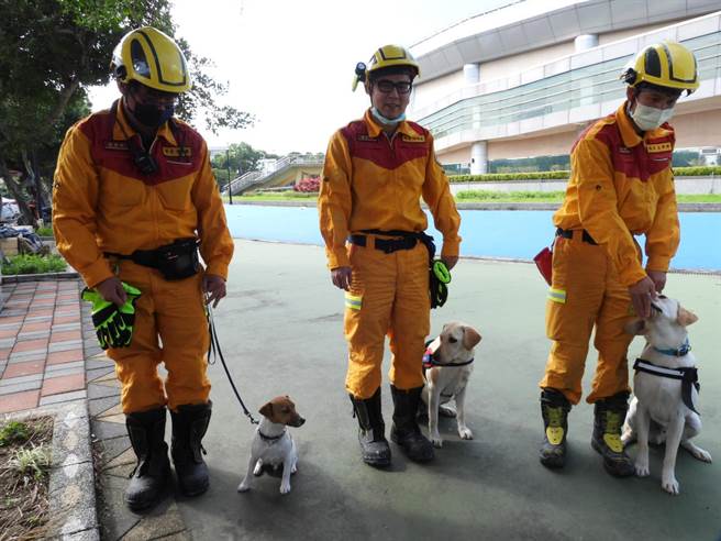 花蓮3隻搜救犬今在119消防節慶祝活動首度亮相，品種分別為2隻拉布拉多（中及右）及1隻傑克羅素（左）。（羅亦晽攝）