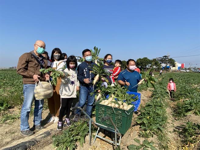 嘉义县新港乡月眉村一处萝卜田，亲子拔萝卜乐融融。（廖素慧摄）