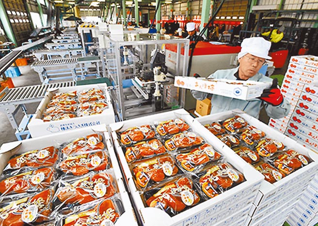 图为日本福岛地区名产柿饼完成放射性物质检查，准备送往市场贩售。（摘自网路）