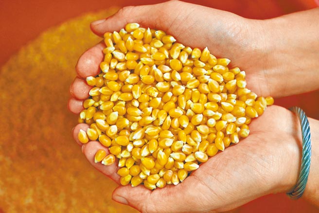 现货玉米飙涨，苗栗县养猪协会总干事何桶生表示，每售一头猪就亏700多元，没看到的额外成本都是猪农含泪吸收。（本照资料照片）