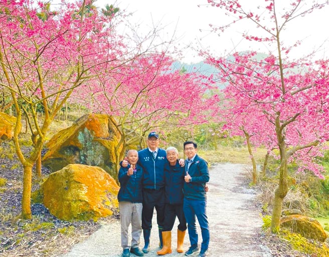 古坑乡草岭村青山坪的樱花绽放了，如诗如画的花海美景预计下周登场，左起草岭村长陈兵通、工务处长汪令尧、青山坪农场主人王清连、工务处科长陈敬文。（汪令尧提供／周丽兰云林传真）
