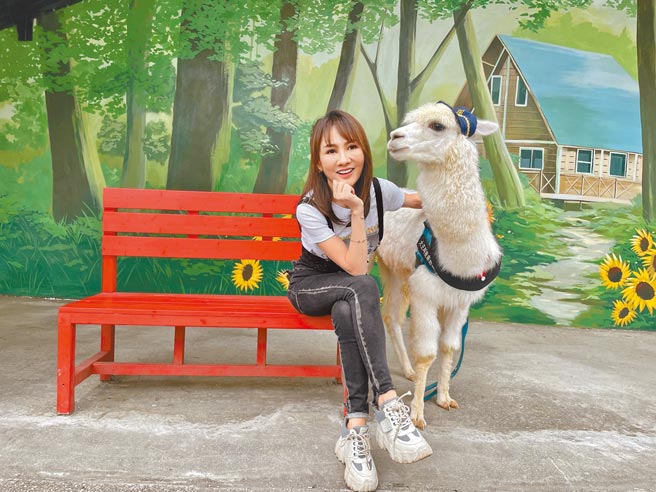 王宥忻帶羊駝「麥可」一起為寵物分享式電商平台代言。（沛思特Petstar提供）
