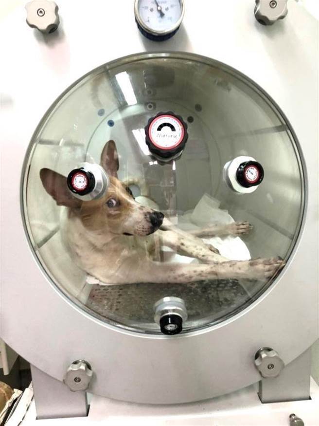 花狗「小斑」当初被民眾发现倒卧路旁、无法站立而通报救援，进行高压氧疗程后恢復健康。（新北市动保处提供）