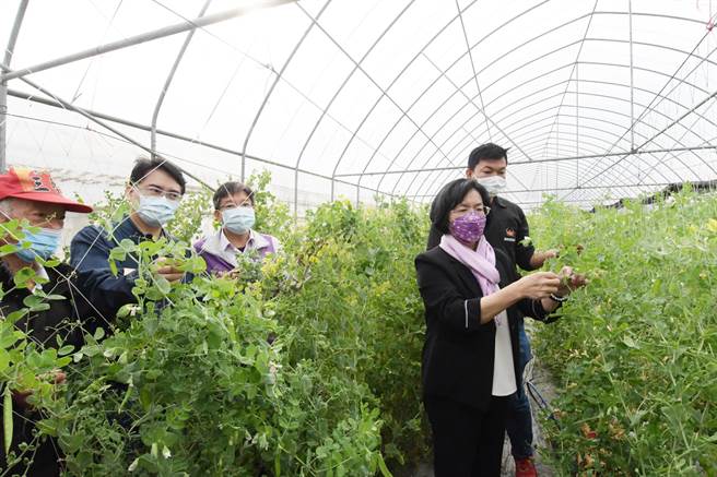 青农林嘉兴，专注研发无毒豌豆，搭建温室，并用次氯酸水等有机资材，以环保且对人体及环境无害的方式防治豌豆的病虫害，不仅更青脆好吃，还缩短採收期，彰化县颁发30万元青年创业金。（吴敏菁摄）