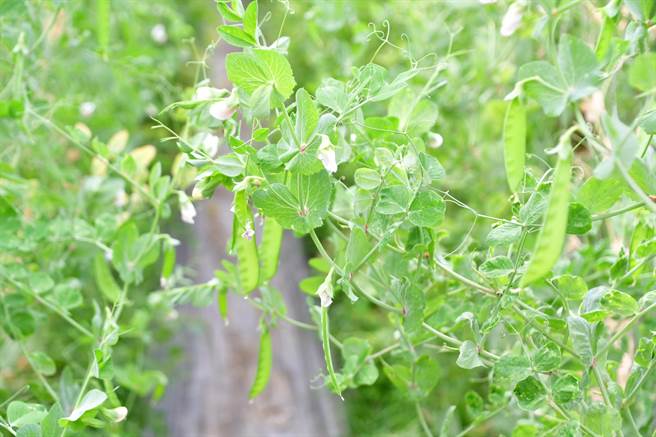 青农林嘉兴，专注研发无毒豌豆，搭建温室，并用次氯酸水等有机资材，以环保且对人体及环境无害的方式防治豌豆的病虫害，不仅更青脆好吃，还缩短採收期，彰化县颁发30万元青年创业金。（吴敏菁摄）