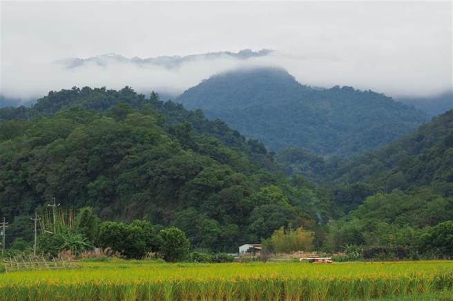 秋天沿着横山街一段可欣赏大山背山群与金黄色稻田相映的美景。(图／林格立)