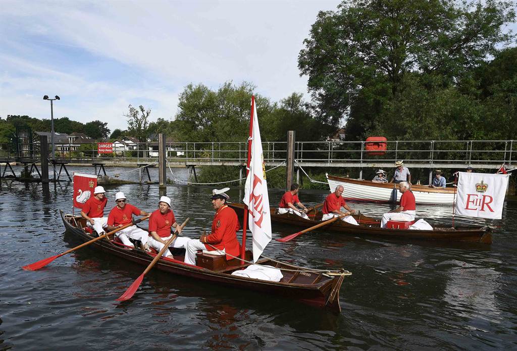 拥有800年历史的「天鹅年度普查活动」（Swan Upping）是每年夏天一场重要盛事。 (图/路透社)(photo:ChinaTimes)