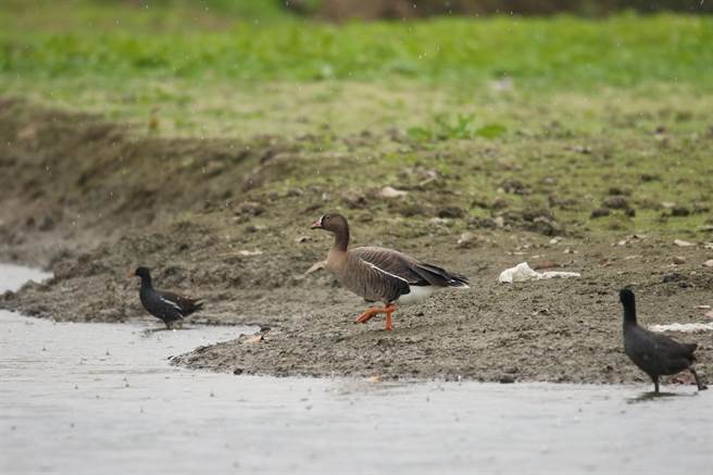 台南市白河区林初埤木棉花道意象入口旁凉亭水域，出现难得一见的全球易危鸟种「小白额雁」。（黄蜀婷提供／张毓翎台南传真）