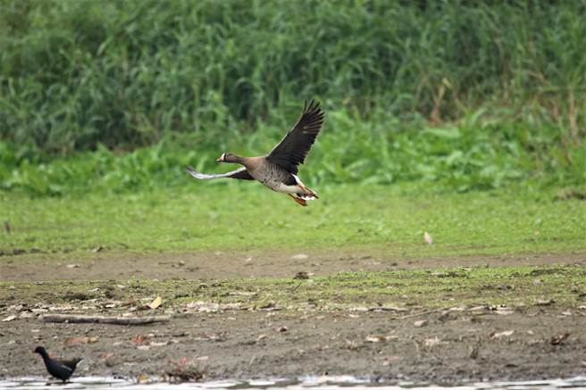 台南市白河区林初埤木棉花道意象入口旁凉亭水域，出现难得一见的全球易危鸟种「小白额雁」。（黄蜀婷提供／张毓翎台南传真）