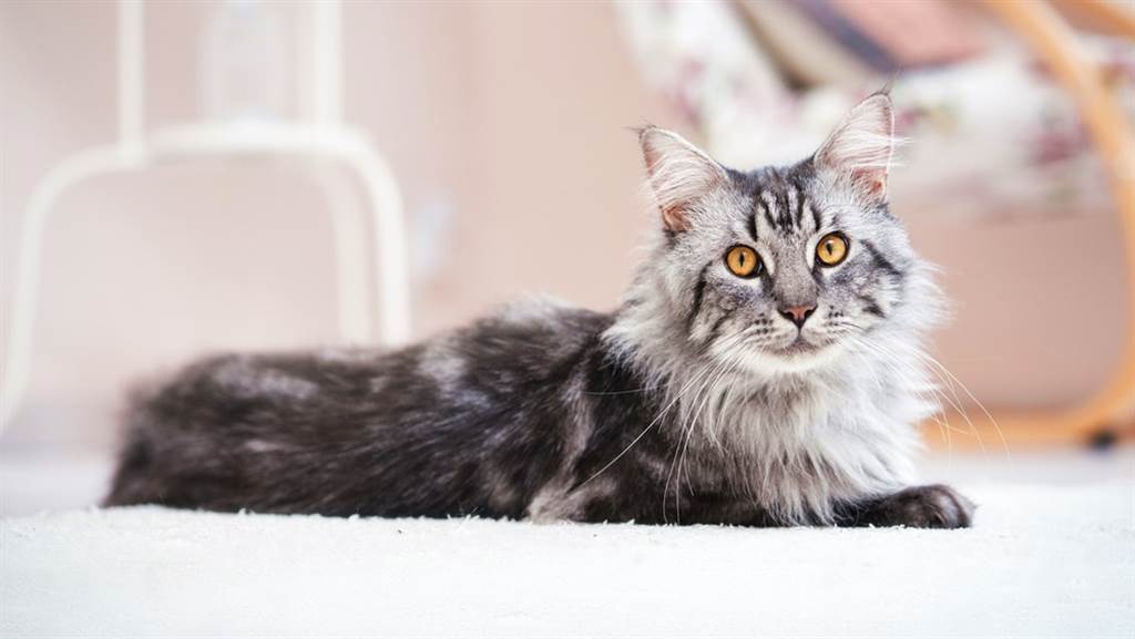 俄罗斯女子米妮娜（Yulia Minina）养的缅因猫（Maine Coon）凯菲尔（Kefir）重达12.5公斤，体型、重量比一般婴童还大，据信是全世界最大的猫。图为示意图。（示意图／shutterstock）(photo:ChinaTimes)