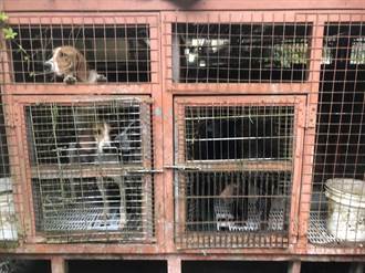 把22隻狗關籠飼養不給食物還違法養台灣獼猴 惡飼主慘了