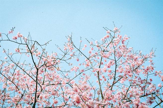 除了主角薰衣草，還有河津櫻、櫻花海棠陸續綻放，為森林蒼翠增添繽紛色彩。（薰衣草森林提供） 