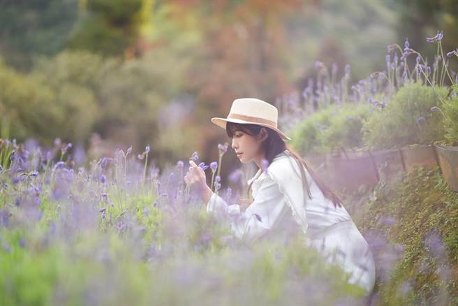 走入春季最夢幻的紫色薰衣草夢境。（薰衣草森林提供）