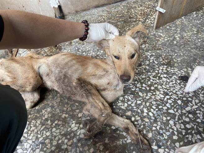 饲主未妥善照顾毛孩，导致母狗骨瘦如柴，身上满布壁虱。（嘉义县家畜疾病防治所提供∕吕妍庭嘉义传真）