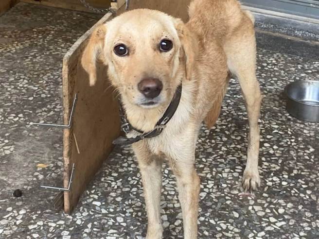 饲主未妥善照顾毛孩，导致母狗骨瘦如柴，身上满布壁虱。（嘉义县家畜疾病防治所提供∕吕妍庭嘉义传真）