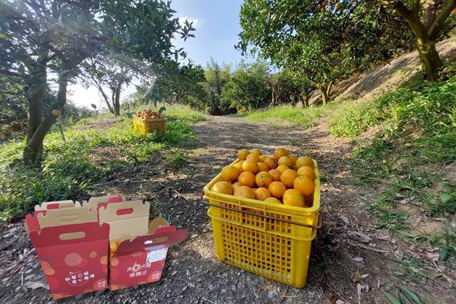 工研院连续11年举办「大桔大利．积福企」桶柑公益义卖活动，今年义卖1.8万斤桶柑，募得40万元善款，全数捐赠予社福机构。（工研院提供／罗浚滨新竹传真）