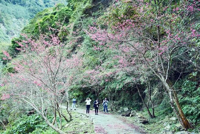 雾台乡阿礼部落樱花大道陆续绽放，吸引不少游客上山「追樱」。（林和生摄）
