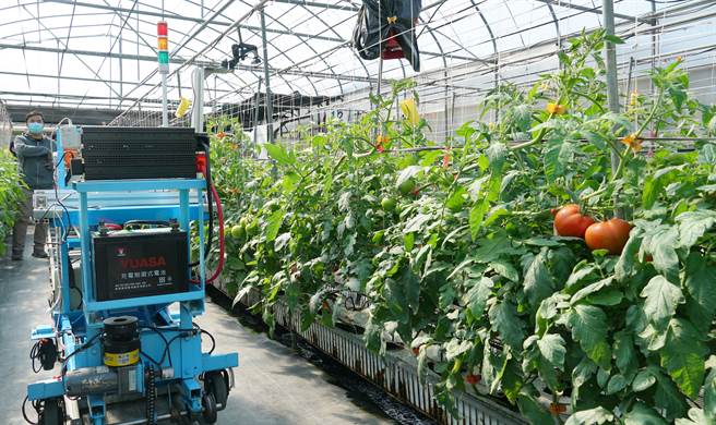 行政院農業委員會農業試驗所利用智慧科技，19日發表一款整合研發作物監測及葉面積感測系統，農試所指出這套自行開發的智慧載具，可自動蒐集作物影像資訊並計算出作物的葉面積供模型使用。（黃國峰攝）