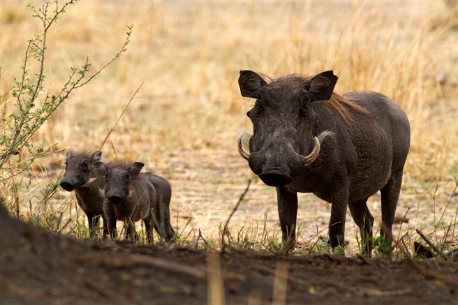 花豹躲在草叢裡準備伏擊獵物，豈料疣豬馬上發現不對勁，下秒全家馬上散開躲過一劫。(示意圖/達志影像)