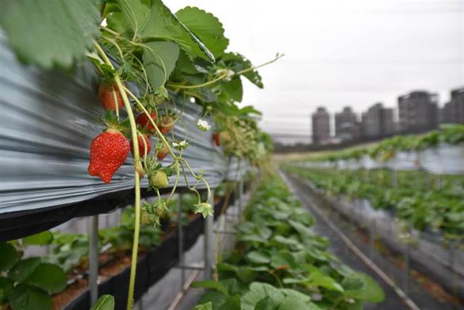 親親果農場位於竹北市，以有機方式種植，受到不少民眾歡迎。（資料照）