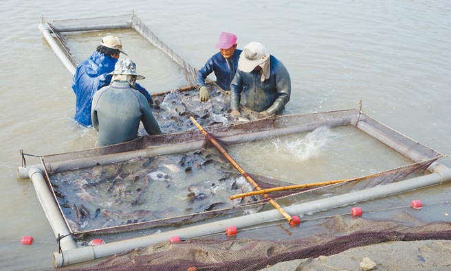 台湾输大陆石斑鱼传检出孔雀绿、结晶紫等，经渔业署与地方政府抽验15家养殖场皆合格，渔业署表示，将与相关单位检讨改善。图为高雄石斑鱼养殖情形。（高雄市海洋局提供）