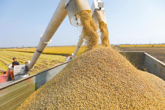 大陆海关总署数据显示，去年进口粮食16453.9万吨、年增18.1％，食物自给率降至76％。图为江苏省淮安市洪泽区岔河镇东陈村农民将收穫的稻谷装车。（新华社）