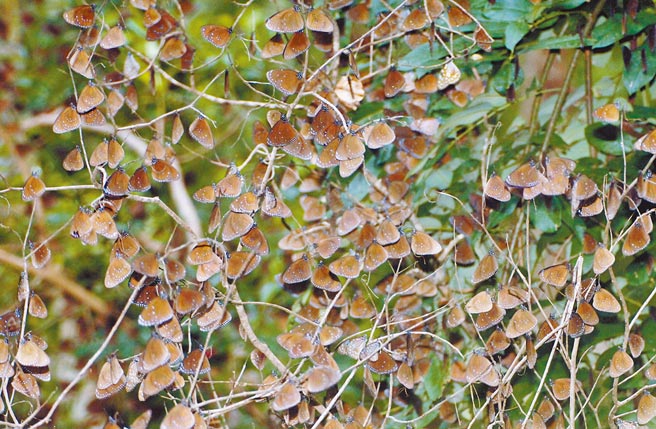 越冬斑蝶回到台东大武山区的原栖地，群聚取暖的画面让保育人士感动。（赵仁芳提供／庄哲权台东传真）
