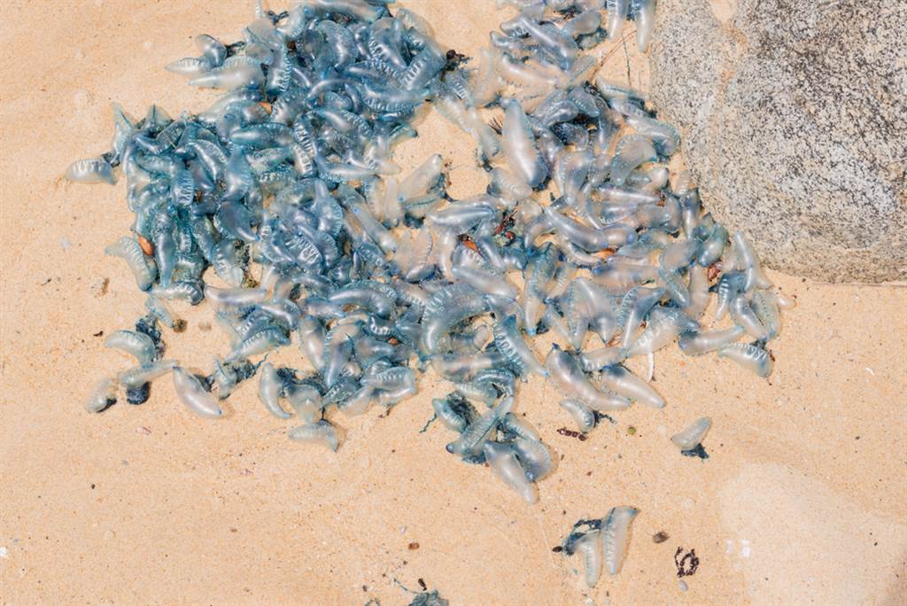 澳洲天气舒适暖和，东岸一些知名观光海滩涌现大批「蓝瓶僧帽水母」（bluebottles）。示意图／shutterstock(photo:ChinaTimes)