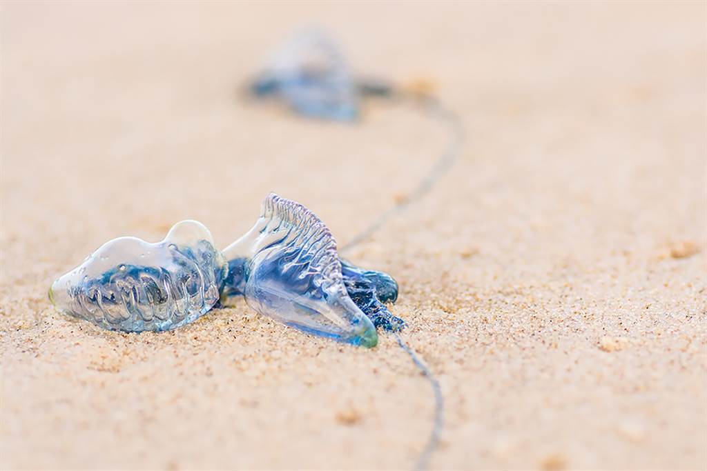 澳洲天气舒适暖和，东岸一些知名观光海滩涌现大批「蓝瓶僧帽水母」（bluebottles）。(示意图／shutterstock)(photo:ChinaTimes)