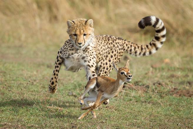 母獵豹抓小瞪羚給孩子當練習狩獵的對象，但幼崽們完全不知道怎麼吃，最終瞪羚反被狒狒搶走。(示意圖/達志影像)