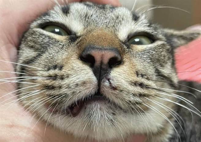 遭弃养的虎斑猫吻被铅弹打头。（翻摄脸书「动保法律互助」）