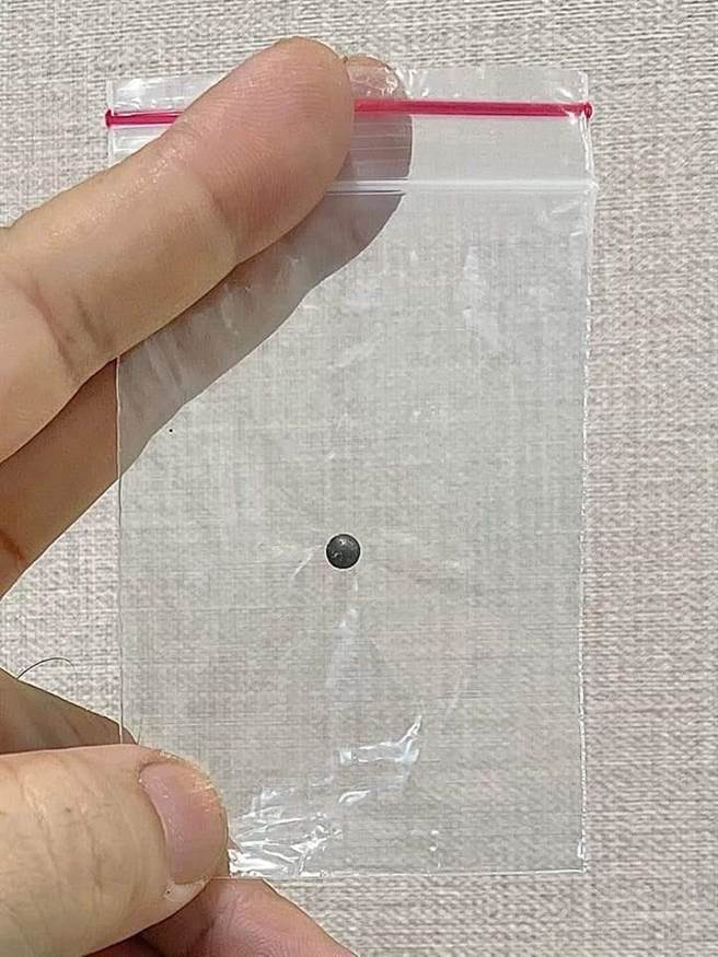 从猫咪额头取出的铅弹。（翻摄脸书「动保法律互助」）