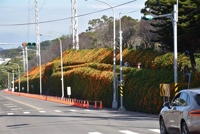 銅鑼鄉環保公園炮仗花牆已近盛開。（謝明俊攝）