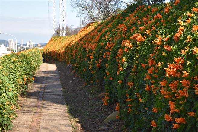 銅鑼鄉環保公園炮仗花牆已近盛開。（謝明俊攝）