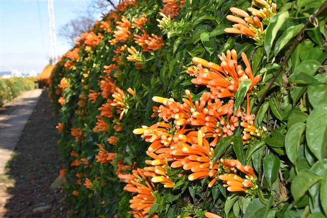 銅鑼鄉環保公園炮仗花牆已近盛開。（謝明俊攝）