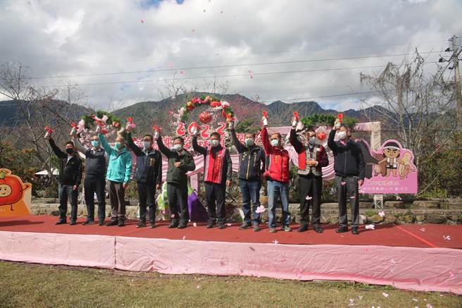 信义乡草坪头樱花季登场，今年樱花提早盛开，花况更胜去年。（信义乡公所提供／廖志晃南投传真）