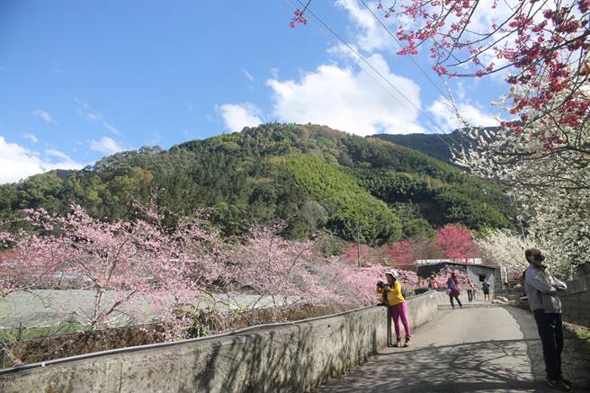 信义乡草坪头樱花季登场，今年樱花提早盛开，花况更胜去年。（信义乡公所提供／廖志晃南投传真）