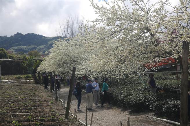 信义乡草坪头，李花也盛开了。（信义乡公所提供／廖志晃南投传真）