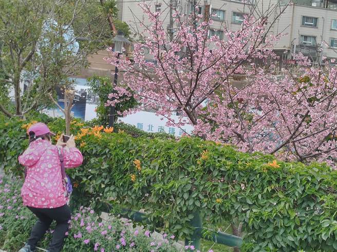 鶯歌永吉花園原先是荒蕪的山野坡地，經規畫開闢後，種植櫻花、炮仗花等各式花類，每年春節皆吸引不少民眾搶拍。（鶯歌區公所提供）