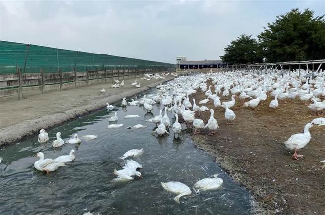 云林斗南肉鹅场确诊新型H5N2亚型禽流感。图为示意图。（资料照／云林县动植物防疫所提供）