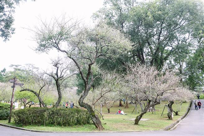 角板山公园又名「復兴公园」，在角板山西南侧，现正值梅花盛开时节，有角板寻梅桃园八景之一号称。（邓博仁摄）